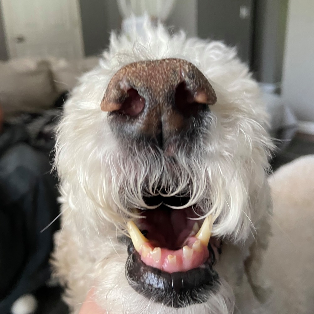 Meet your Posher, Maggie